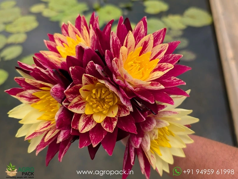 Ring-of-Fire-Waterlily6