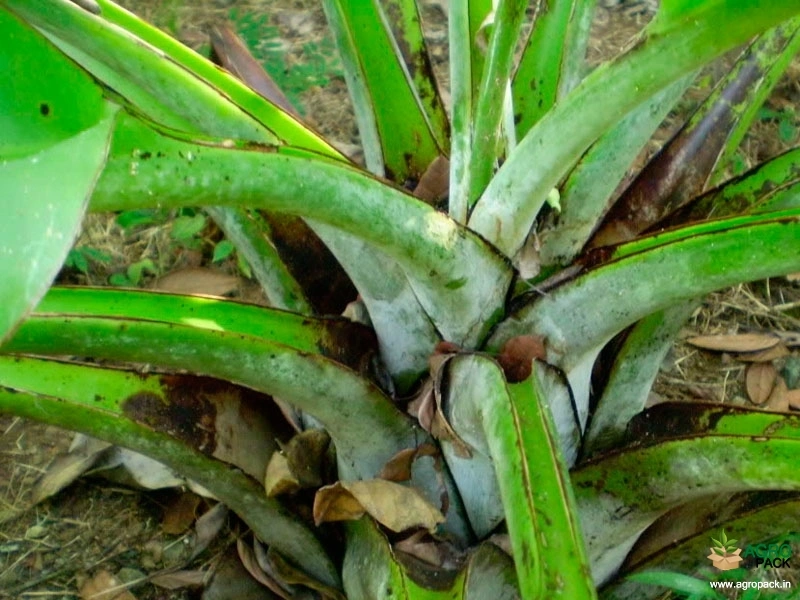 Rock-Banana9