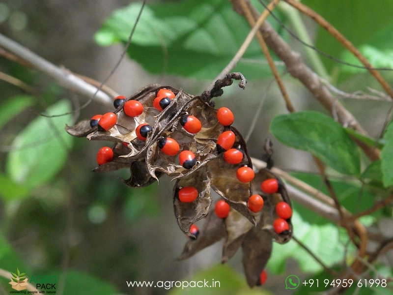 Rosary-Pea1