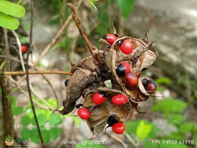 Rosary-Pea5