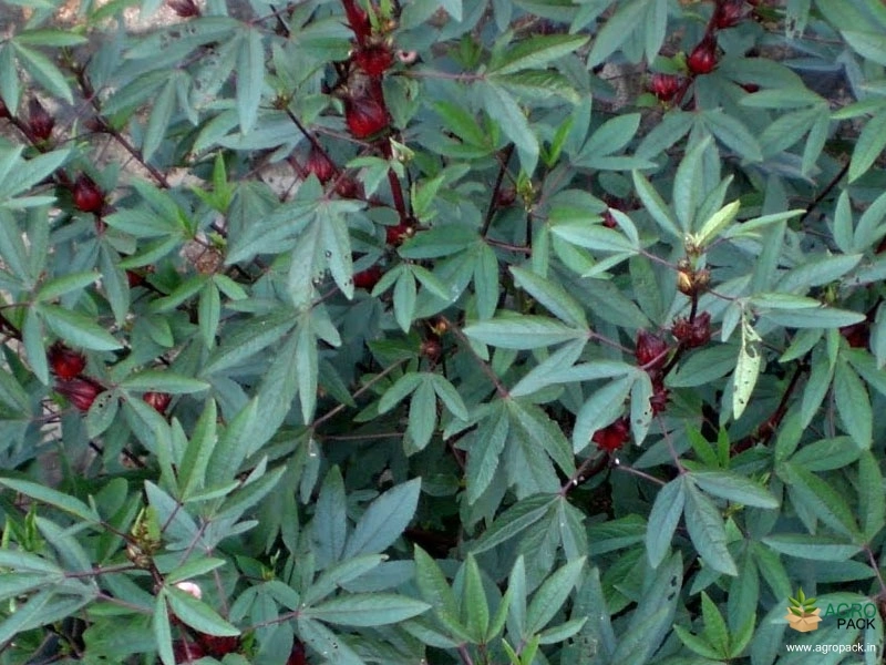 Roselle2