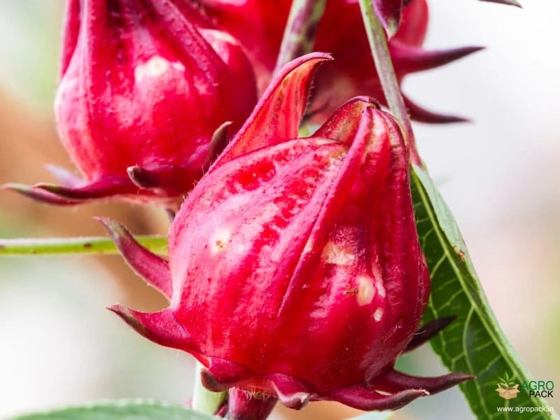 Roselle3