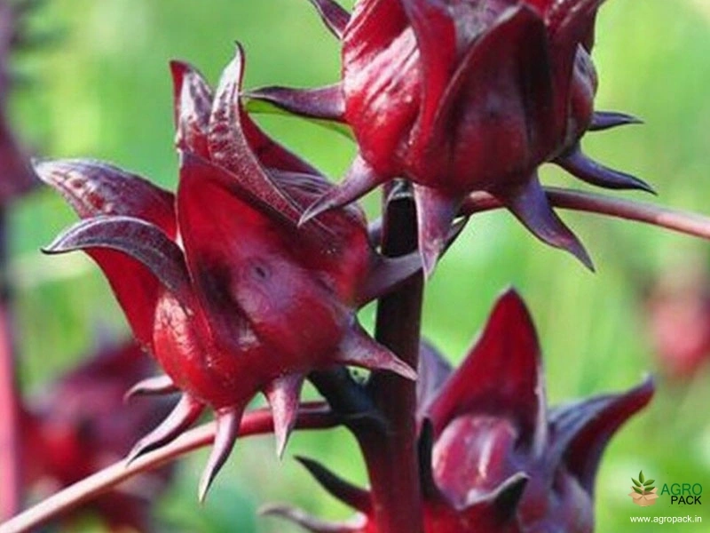 Roselle5