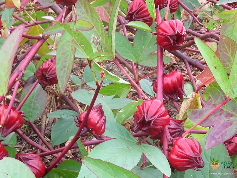 Roselle6