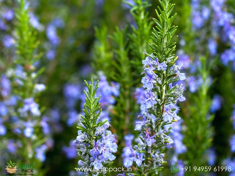 Rosemary1