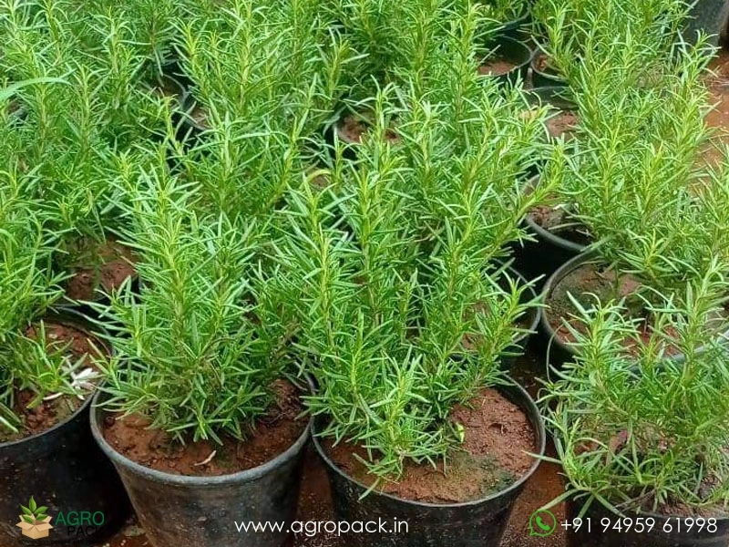 Rosemary2