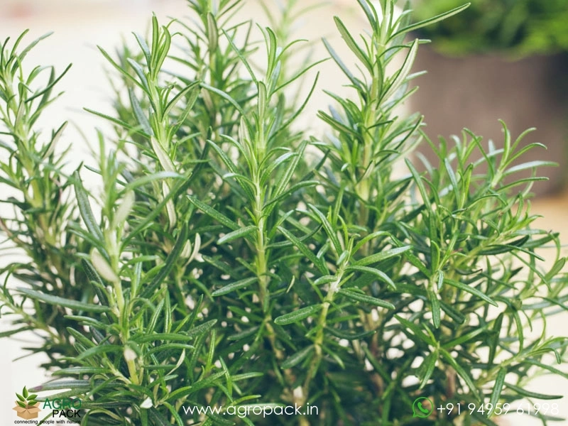 Rosemary3