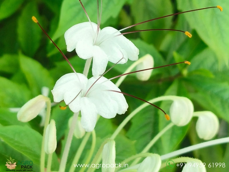 Rotheca-microphylla-musical-note-flower1