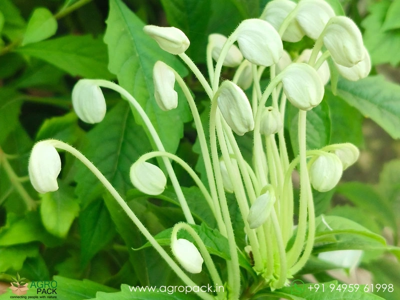 Rotheca-microphylla-musical-note-flower2