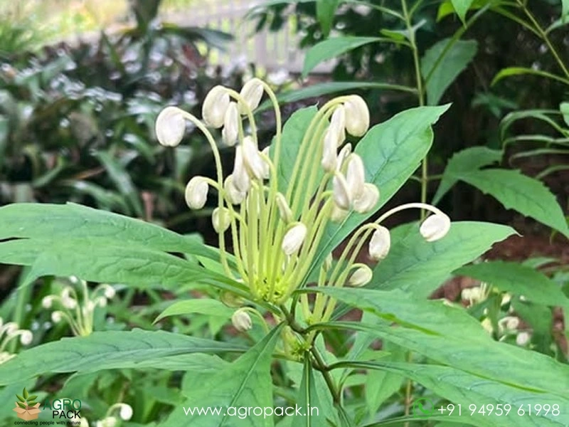 Rotheca-microphylla-musical-note-flower4
