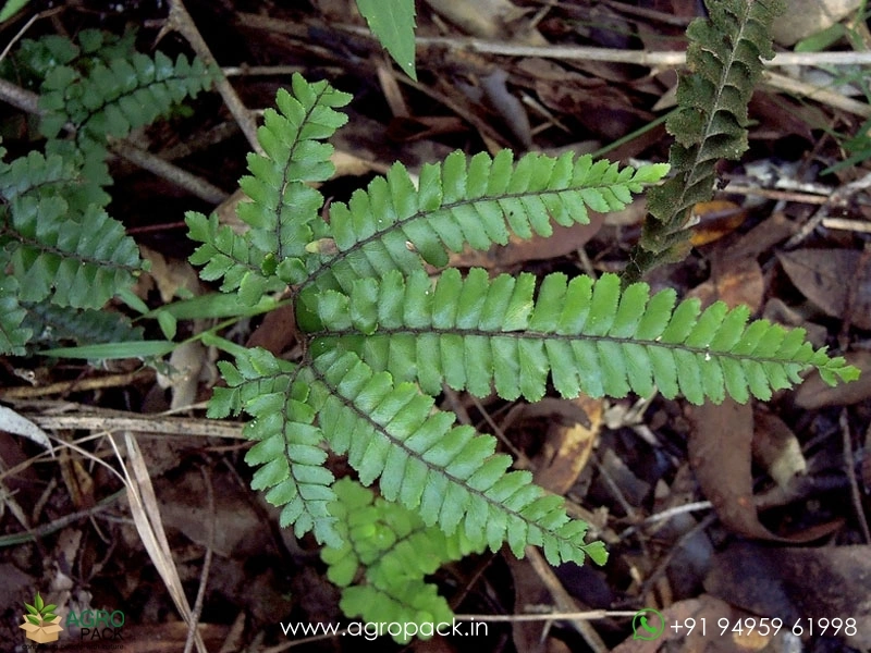 Rough-Maidenhair-Fern3