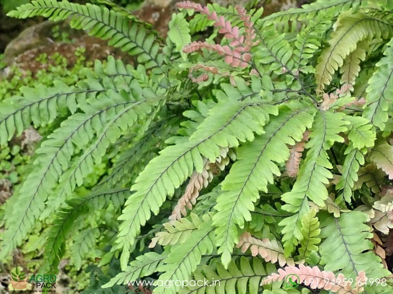 Rough-Maidenhair-Fern5