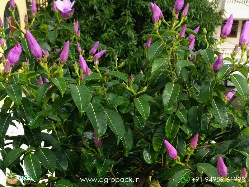 Rubber-Vine3