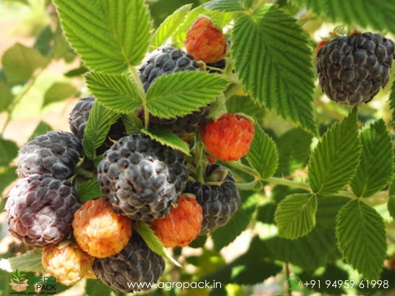 Rubus-niveus-Mysore-Raspberry6
