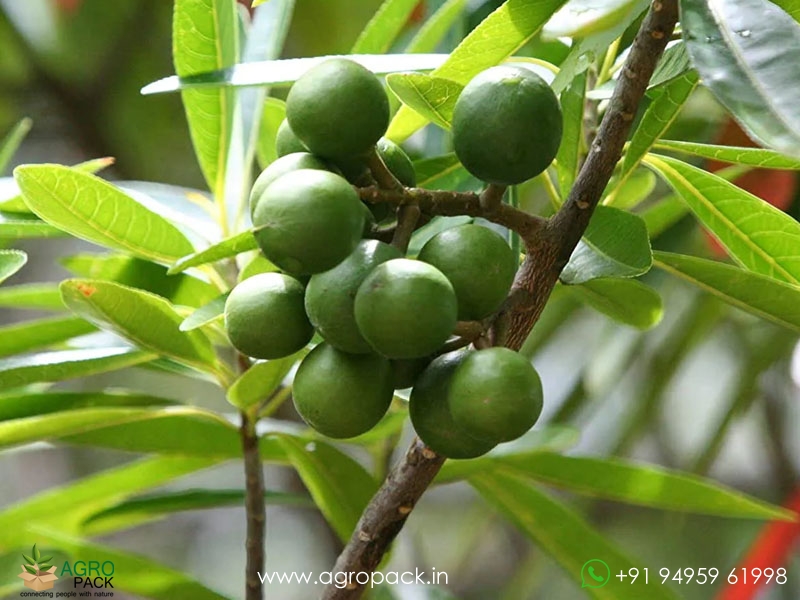Rudraksha1