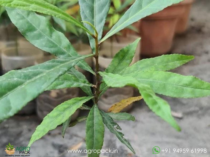 Rudraksha5