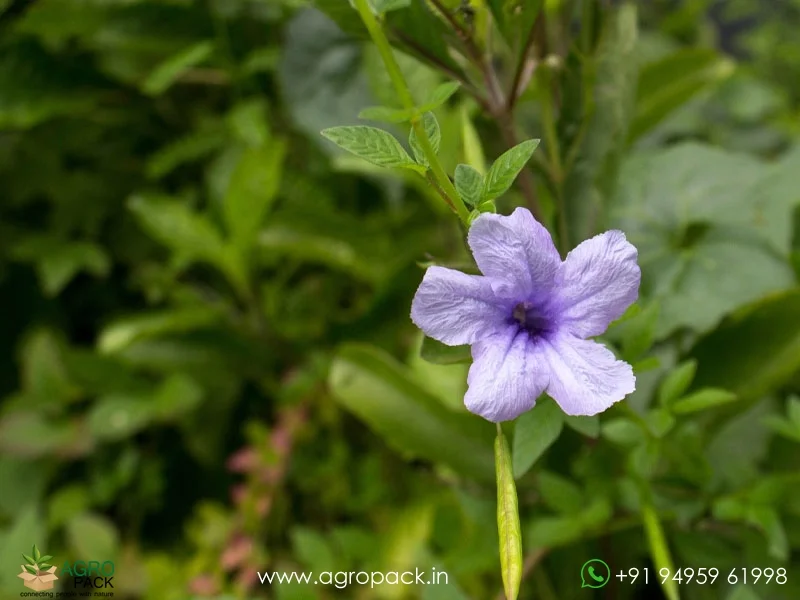 Ruellia-tuberosa-minnieroot5