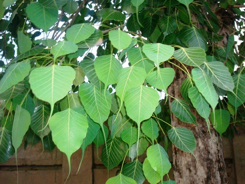 Sacred-Fig1