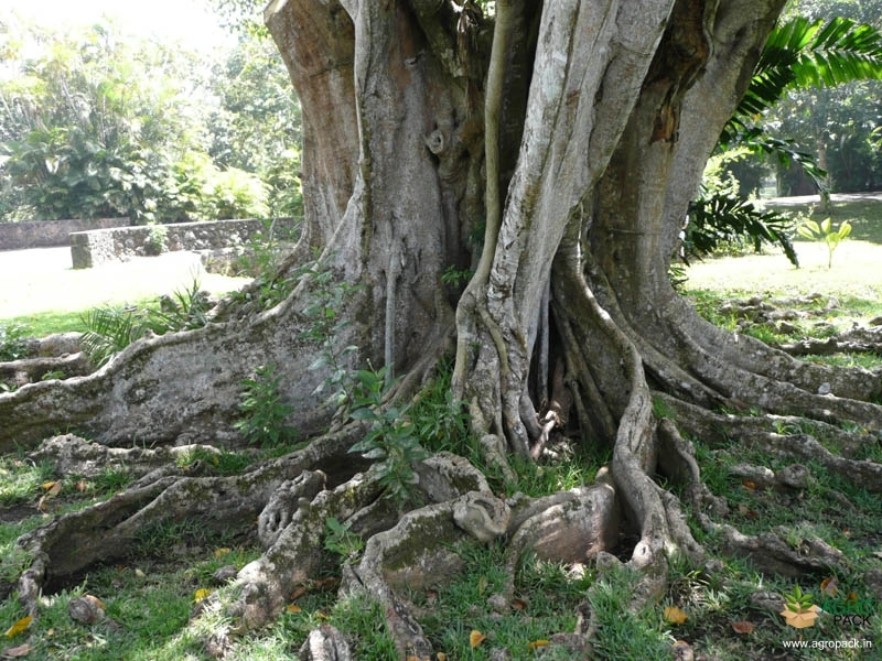 Sacred-Fig3