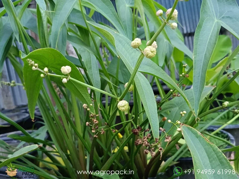 Sagittaria-Japonica-Water-Rose2