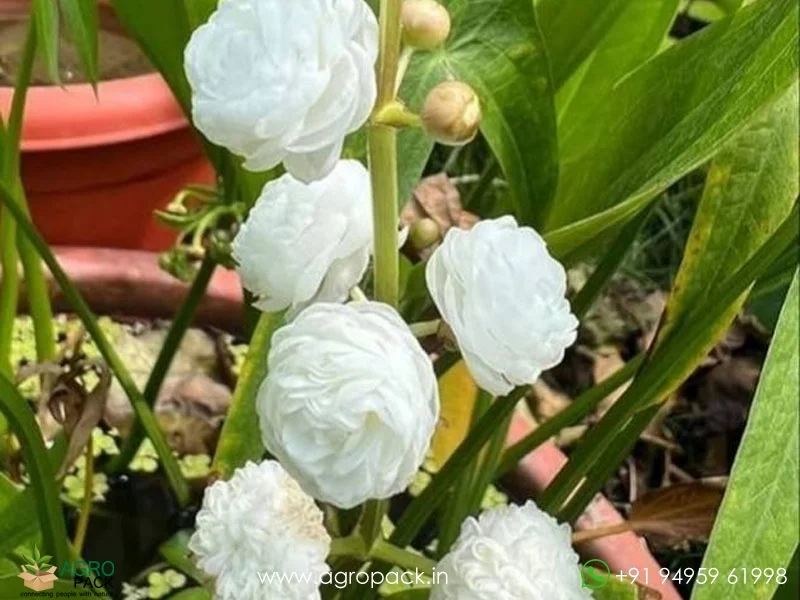 Sagittaria-Japonica-Water-Rose3