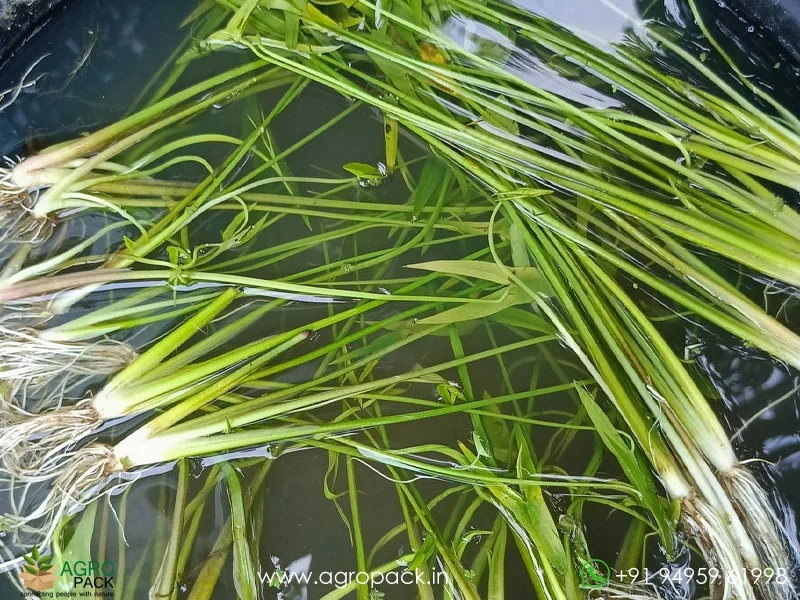 Sagittaria-Japonica-Water-Rose5