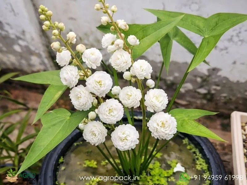 Sagittaria-Japonica-Water-Rose6