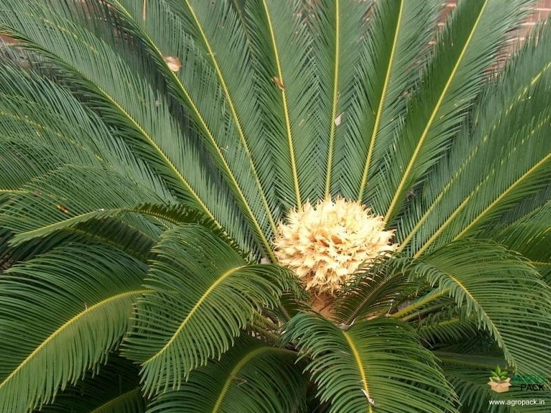 Sago-Cycad-1