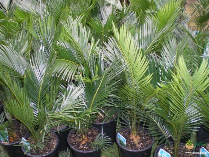 Sago-Cycad-3