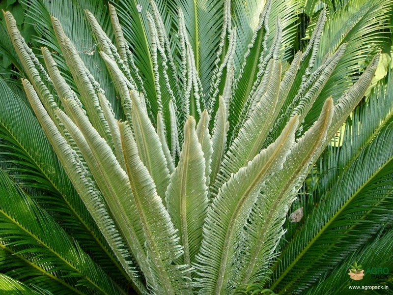 Sago-Cycad-5