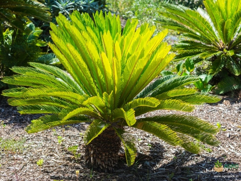 Sago-Palm1