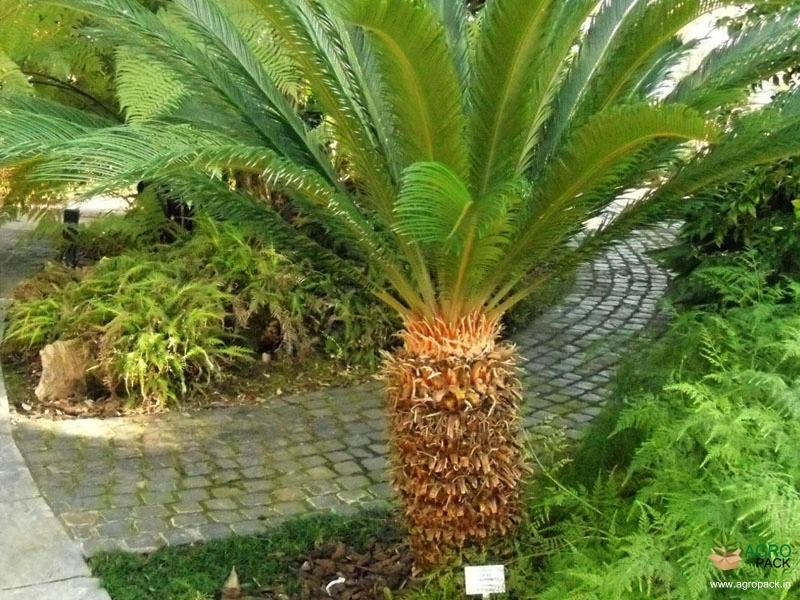 Sago-Palm2