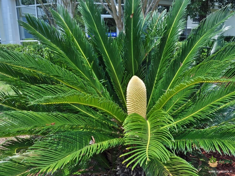 Sago-Palm3