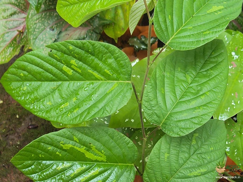 Salparni1