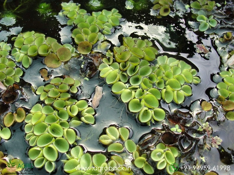 Salvinia-cucullata1