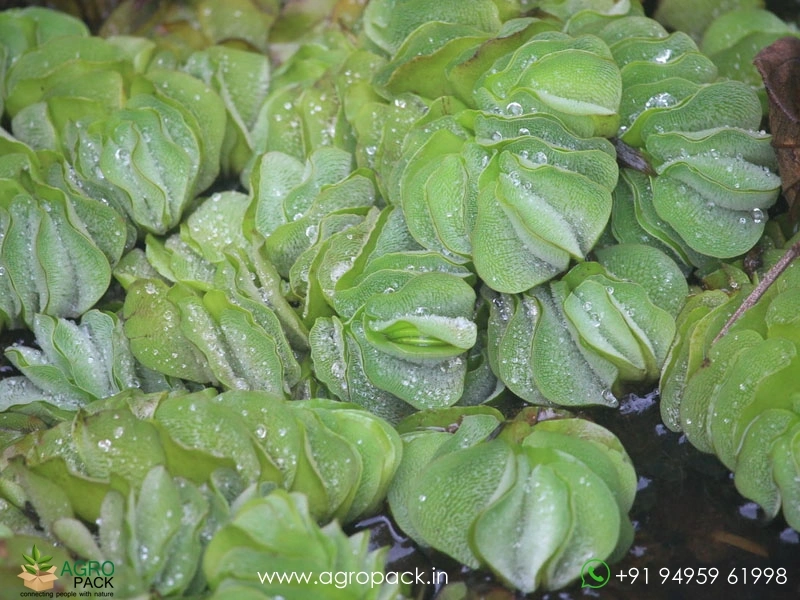 Salvinia-cucullata2