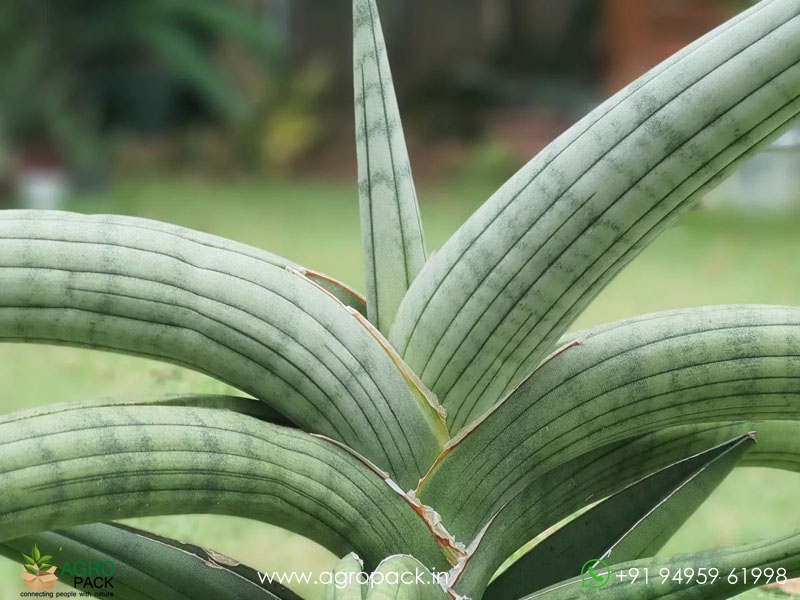 Sansevieria-Bella-Platinum2