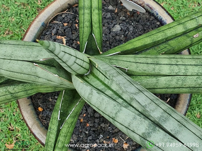 Sansevieria-Bella-Platinum3