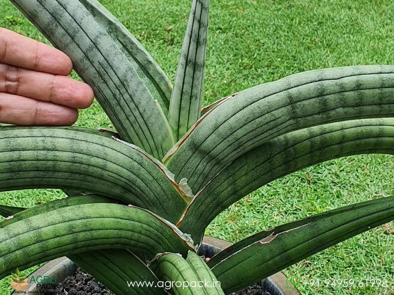 Sansevieria-Bella-Platinum4