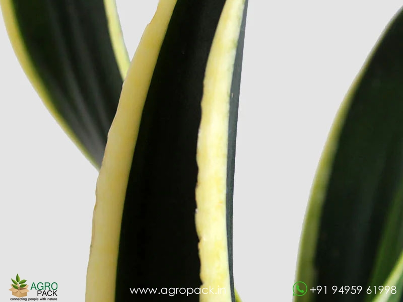 Sansevieria-Black-Jack2