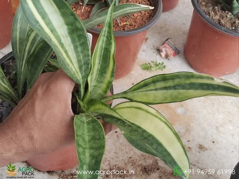 Sansevieria-Concinna,Big-Spoon-Variegated2