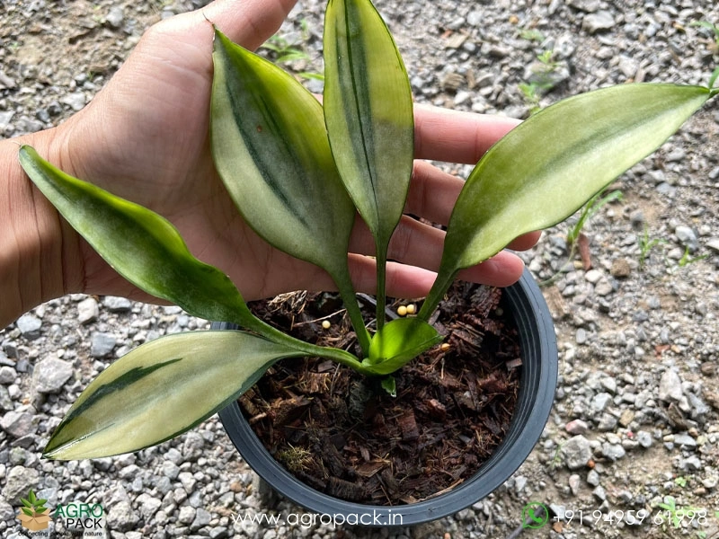 Sansevieria-Concinna,Big-Spoon-Variegated3