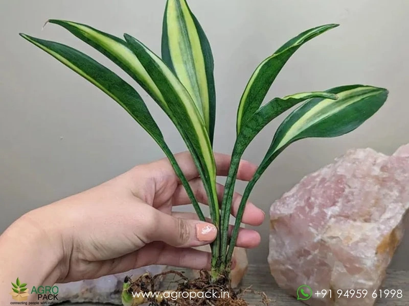 Sansevieria-Concinna,Big-Spoon-Variegated4