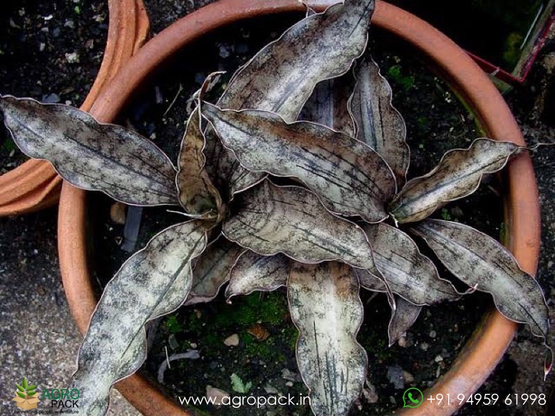 Sansevieria-Copper2