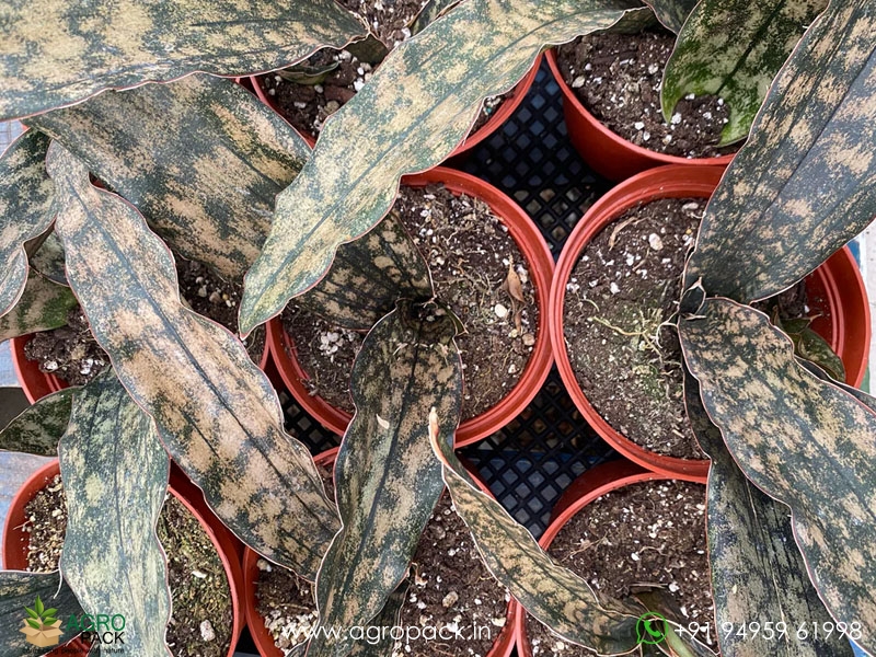 Sansevieria-Copper3