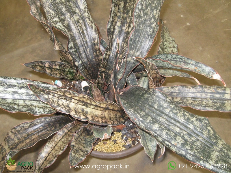 Sansevieria-Copper6