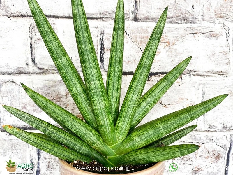 Sansevieria-Cylindrica4