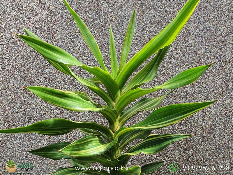 Sansevieria-Dumetescens-Variegated1