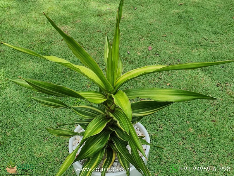 Sansevieria-Dumetescens-Variegated2