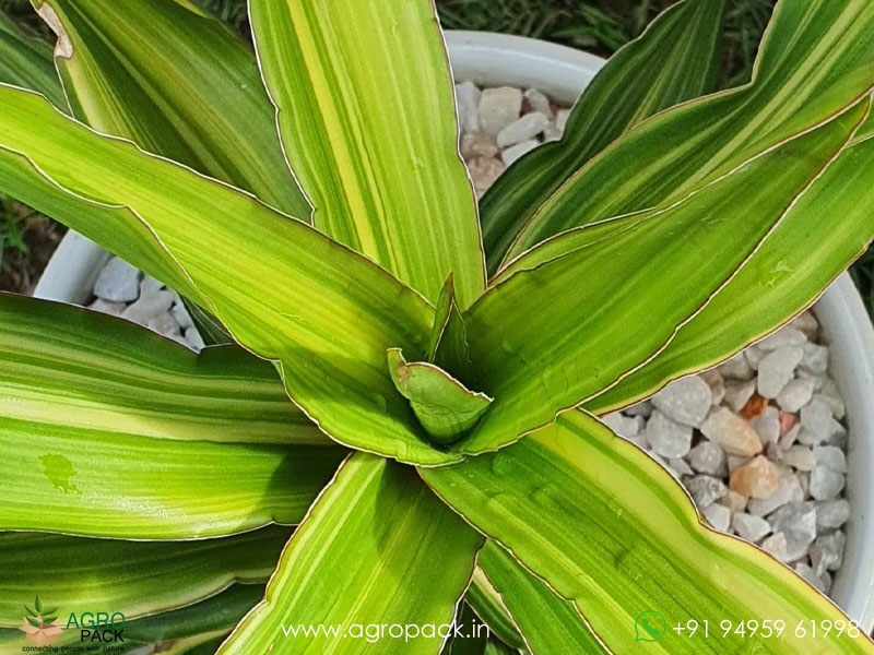 Sansevieria-Dumetescens-Variegated3